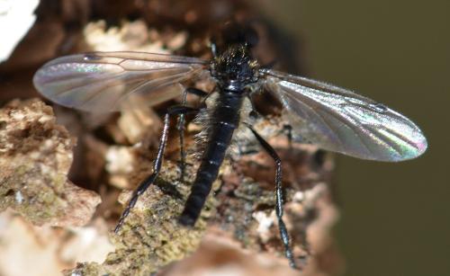 Bibio clavipes